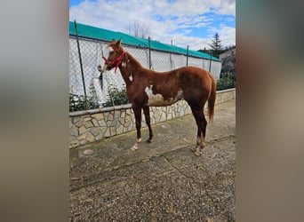 Quarab, Mare, 1 year, 16 hh, Chestnut-Red