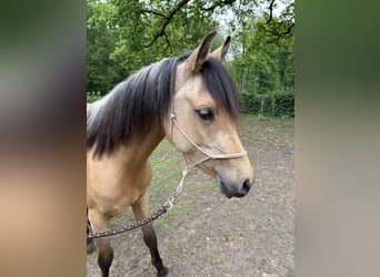Quarab, Mare, 3 years, 13.2 hh, Buckskin