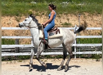 Quarab, Mare, 4 years, 14.2 hh, Gray