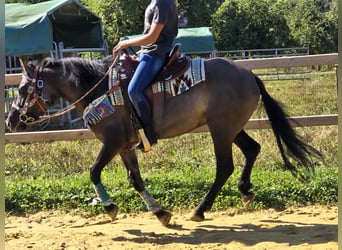 Quarab Mix, Mare, 4 years, 14,3 hh, Grullo