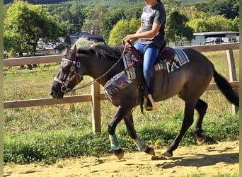 Quarab Mix, Mare, 4 years, 14,3 hh, Grullo