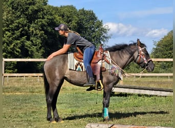 Quarab Mix, Mare, 4 years, 14,3 hh, Grullo
