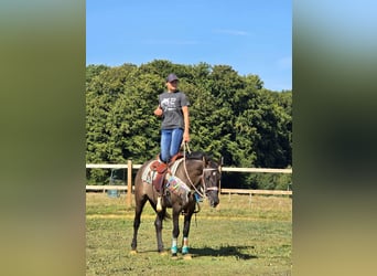 Quarab Mix, Mare, 4 years, 14,3 hh, Grullo