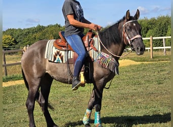 Quarab Mix, Mare, 4 years, 14,3 hh, Grullo