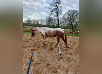 Quarab Mix, Mare, 5 years, 14.3 hh, Roan-Red