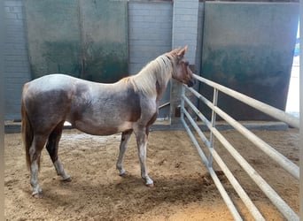 Quarab Mix, Mare, 5 years, 14.3 hh, Roan-Red