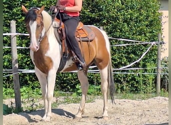 Quarab, Stute, 5 Jahre, 15,1 hh, Schecke