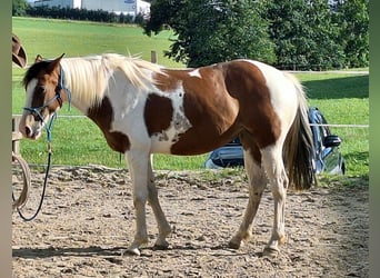 Quarab, Stute, 5 Jahre, 15,1 hh, Schecke