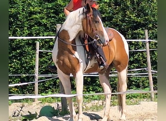 Quarab, Stute, 5 Jahre, 15,1 hh, Schecke