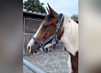 Quarab, Stute, 5 Jahre, 15,1 hh, Schecke