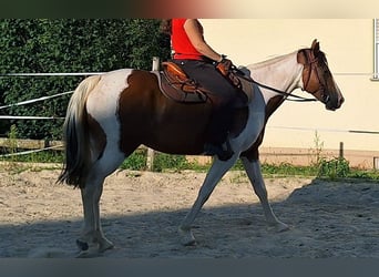 Quarab, Stute, 5 Jahre, 15,1 hh, Schecke