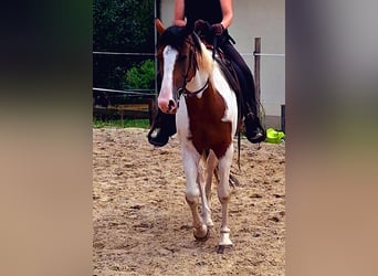 Quarab, Stute, 5 Jahre, 15,1 hh, Schecke