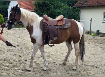 Quarab, Stute, 5 Jahre, 15,1 hh, Schecke