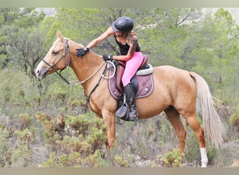 Quarab Mix, Stute, 9 Jahre, 15 hh, Palomino