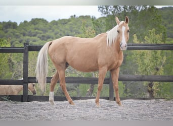 Quarab Mix, Stute, 9 Jahre, 15 hh, Palomino