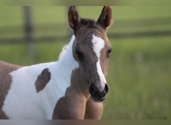 Quarab, Mare, Foal (06/2025), 14,3 hh