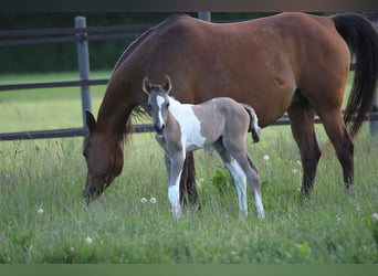 Quarab, Mare, Foal (06/2025), 14,3 hh