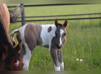 Quarab, Mare, Foal (06/2025), 14,3 hh
