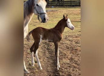 Quarab, Mare, Foal (03/2026), Tobiano-all-colors
