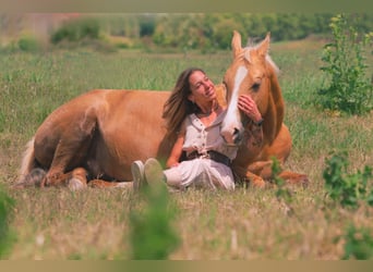 Quarab, Merrie, 11 Jaar, 160 cm, Palomino