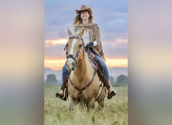 Quarab, Merrie, 11 Jaar, 160 cm, Palomino