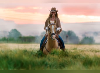 Quarab, Merrie, 11 Jaar, 160 cm, Palomino