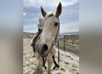 Quarab, Merrie, 17 Jaar, 152 cm, Palomino