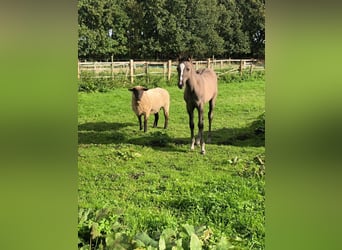 Quarab, Merrie, 1 Jaar, 155 cm, Grullo