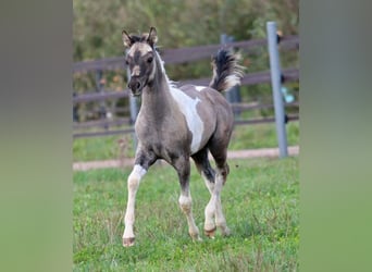 Quarab, Merrie, 1 Jaar, 155 cm, Grullo