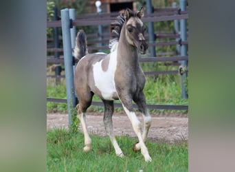 Quarab, Merrie, 1 Jaar, 155 cm, Grullo