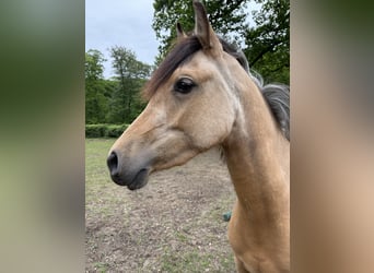 Quarab, Merrie, 3 Jaar, 140 cm, Buckskin