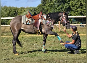 Quarab Mix, Merrie, 4 Jaar, 151 cm, Grullo