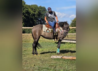 Quarab Mix, Merrie, 4 Jaar, 151 cm, Grullo