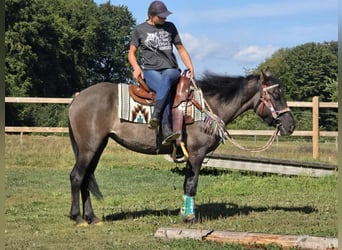 Quarab Mix, Merrie, 4 Jaar, 151 cm, Grullo