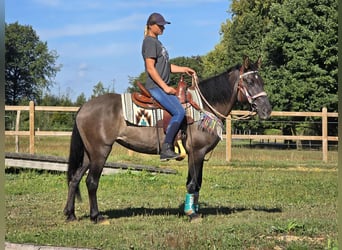 Quarab Mix, Merrie, 4 Jaar, 151 cm, Grullo
