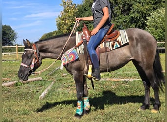 Quarab Mix, Merrie, 4 Jaar, 151 cm, Grullo