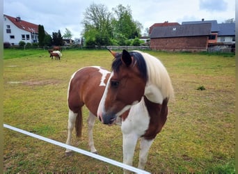 Quarab, Stute, 5 Jahre, 153 cm, Schecke