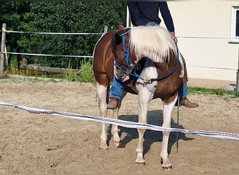 Quarab, Stute, 5 Jahre, 156 cm, Schecke