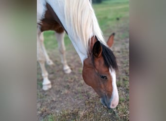 Quarab, Merrie, 5 Jaar, 156 cm, Gevlekt-paard