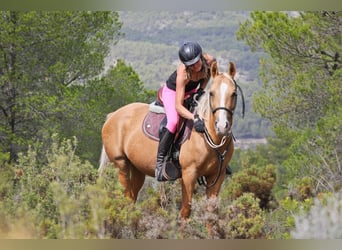 Quarab Mix, Merrie, 9 Jaar, 154 cm, Palomino