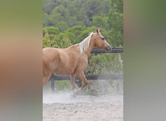 Quarab Mix, Stute, 9 Jahre, 154 cm, Palomino