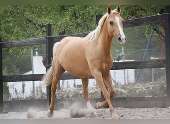 Quarab Mix, Merrie, 9 Jaar, 154 cm, Palomino