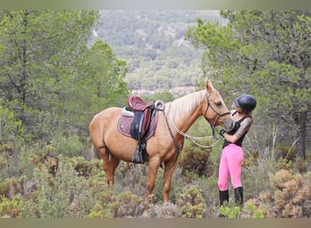 Quarab, Stute, 9 Jahre, 154 cm, Palomino