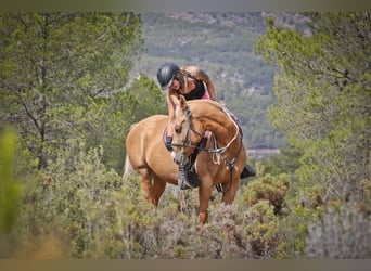 Quarab, Stute, 9 Jahre, 154 cm, Palomino