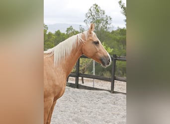 Quarab, Merrie, 9 Jaar, 154 cm, Palomino