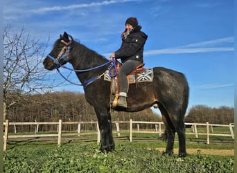 Quarab Mix, Ruin, 13 Jaar, 155 cm, Donkerbruin