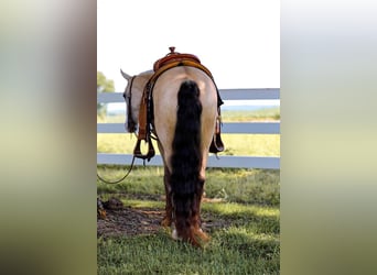 Quarab, Ruin, 7 Jaar, 132 cm, Buckskin