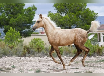 Quarab Mestizo, Semental, 1 año, 159 cm, Palomino