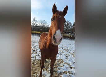 Quarab Mestizo, Semental, 2 años, 155 cm, Alazán