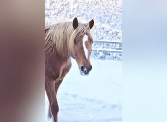 Quarab, Stallion, 14 years, 15 hh